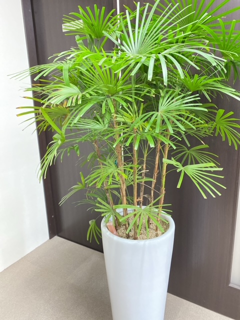 雲南姫シュロチク 株式会社昌栄工業